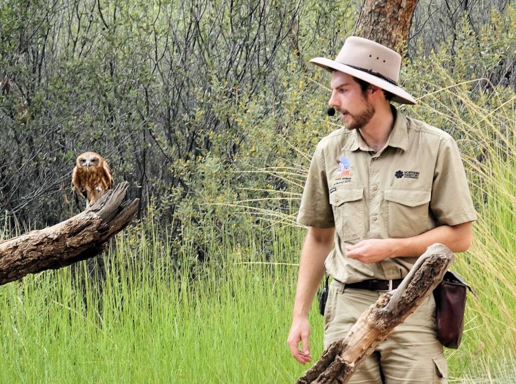 Southern Boobook Owl - Birds of Prey Show, Alice Springs Desert Park
