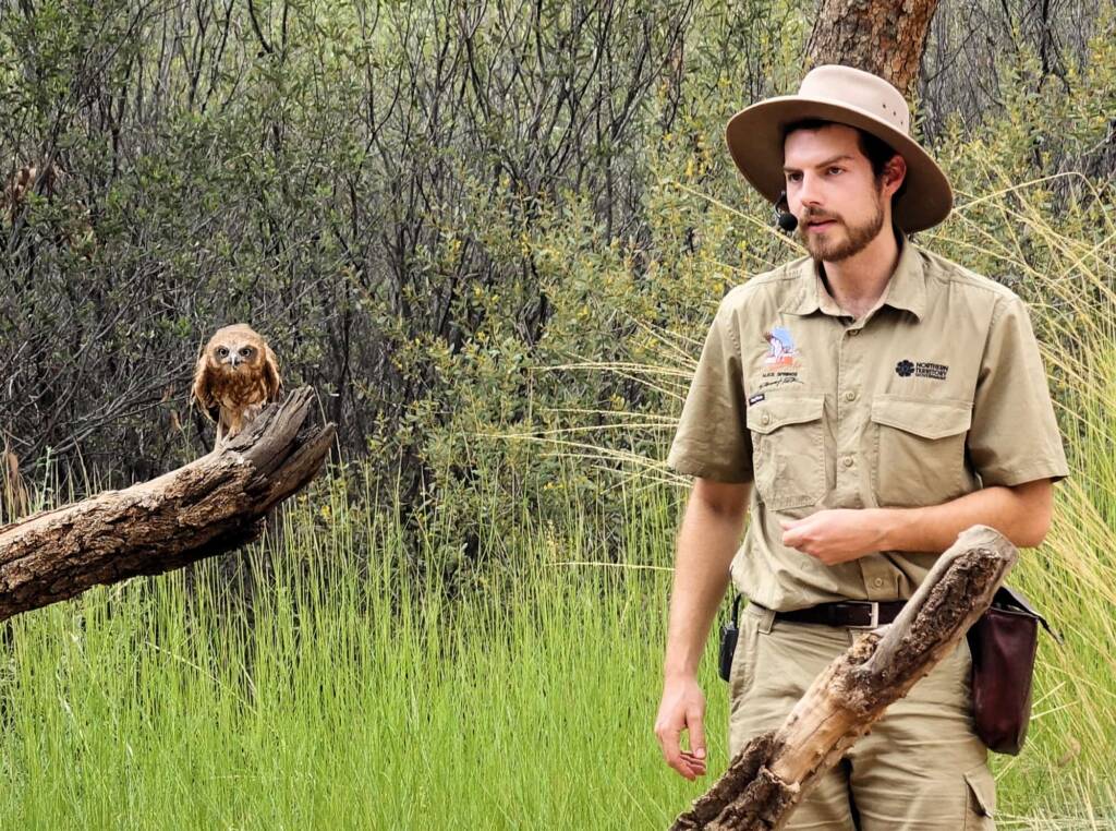 Southern Boobook Owl - Birds of Prey Show, Alice Springs Desert Park