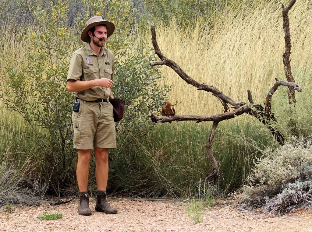 Southern Boobook Owl - Birds of Prey Show, Alice Springs Desert Park