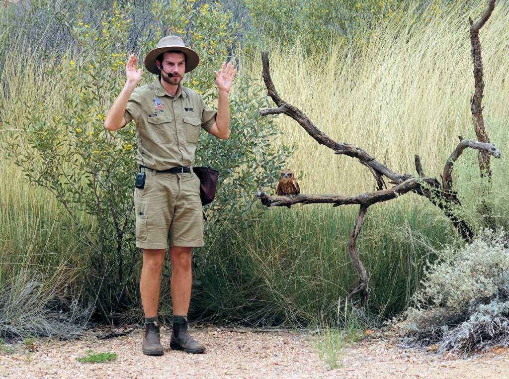 Southern Boobook Owl - Birds of Prey Show, Alice Springs Desert Park