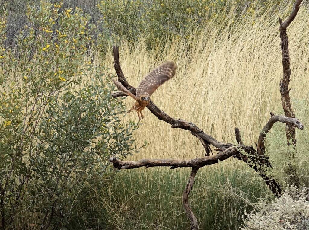 Southern Boobook Owl - Birds of Prey Show, Alice Springs Desert Park