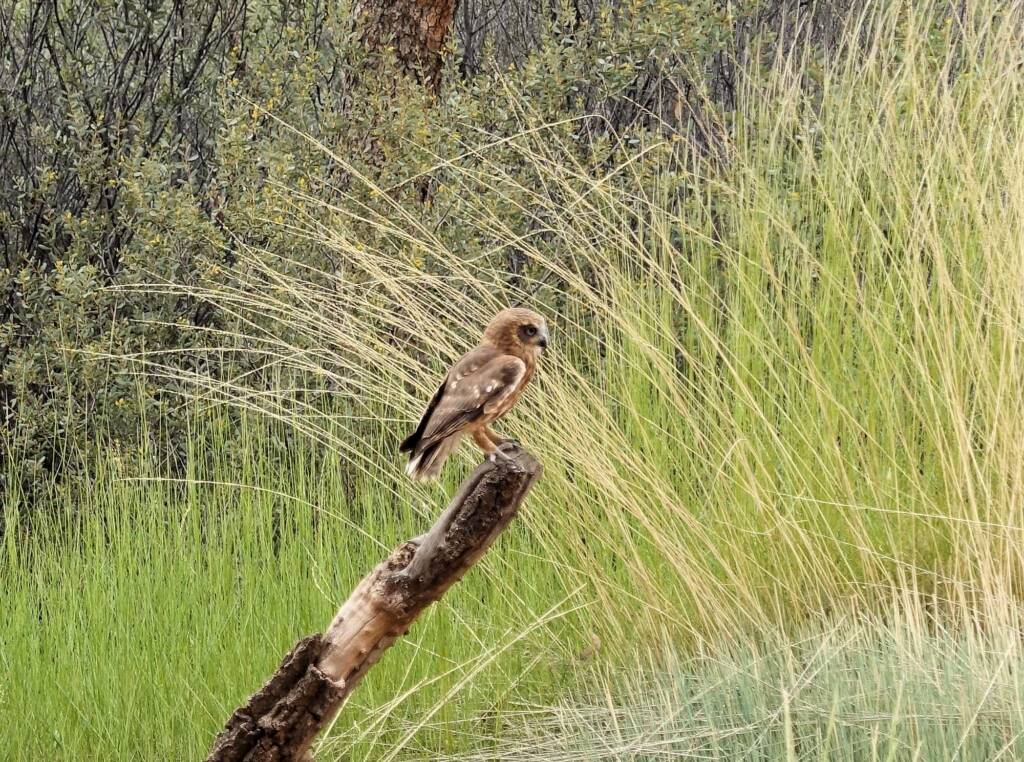 Southern Boobook Owl - Birds of Prey Show, Alice Springs Desert Park