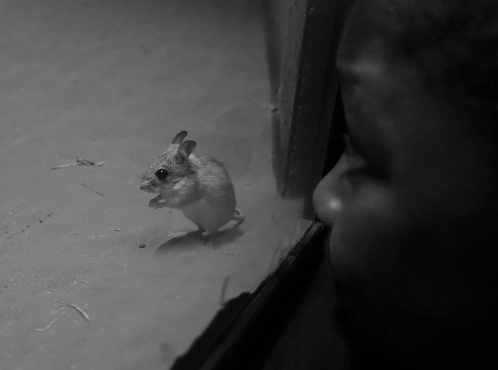 Spinifex Hopping Mouse (Notomys alexis), Nocturnal House, Alice Springs Desert Park