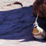 Spinifex Pigeon (Geophaps plumifera), Finke Gorge National Park