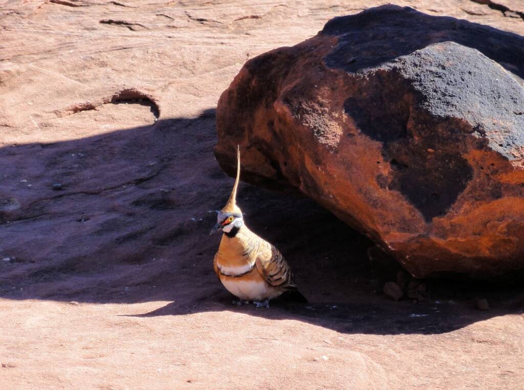 Spinifex Pigeon (Geophaps plumifera), Finke Gorge National Park