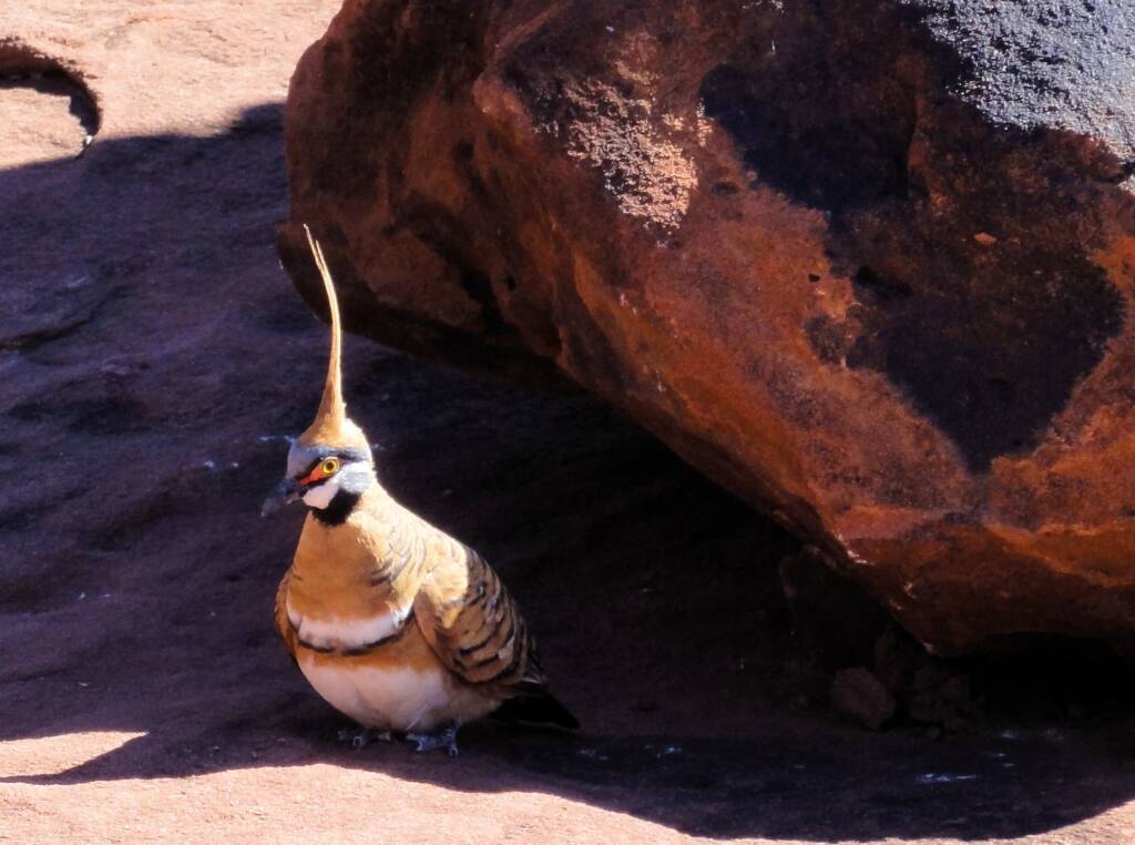 Spinifex Pigeon (Geophaps plumifera), Finke Gorge National Park