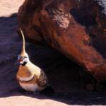 Spinifex Pigeon (Geophaps plumifera), Finke Gorge National Park