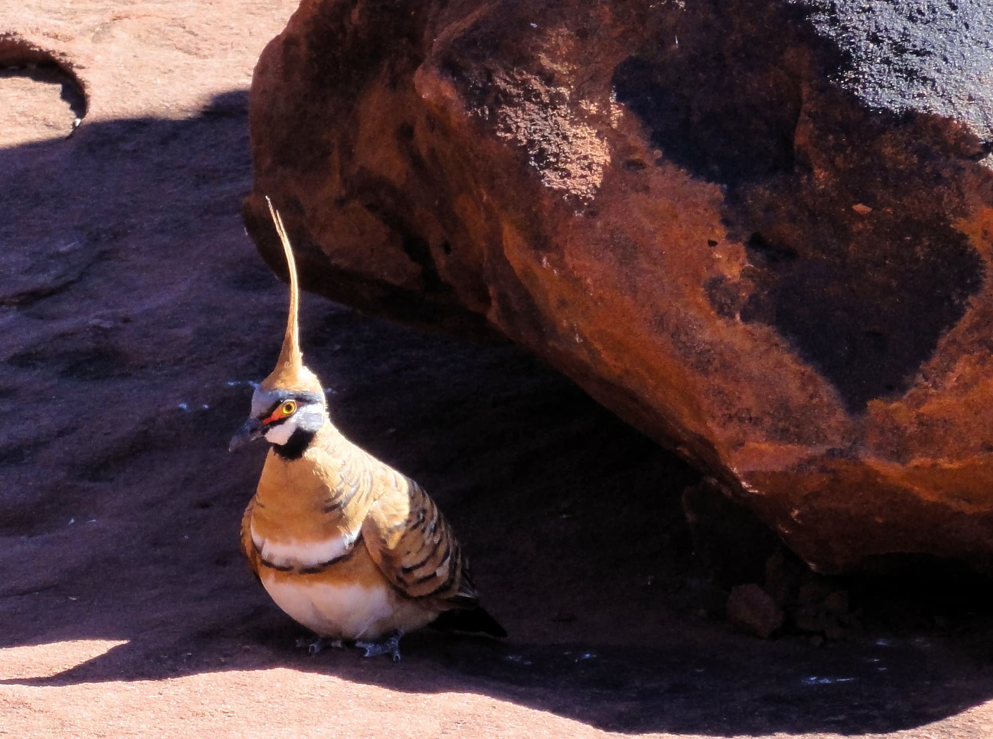 Spinifex Pigeon (Geophaps plumifera), Finke Gorge National Park