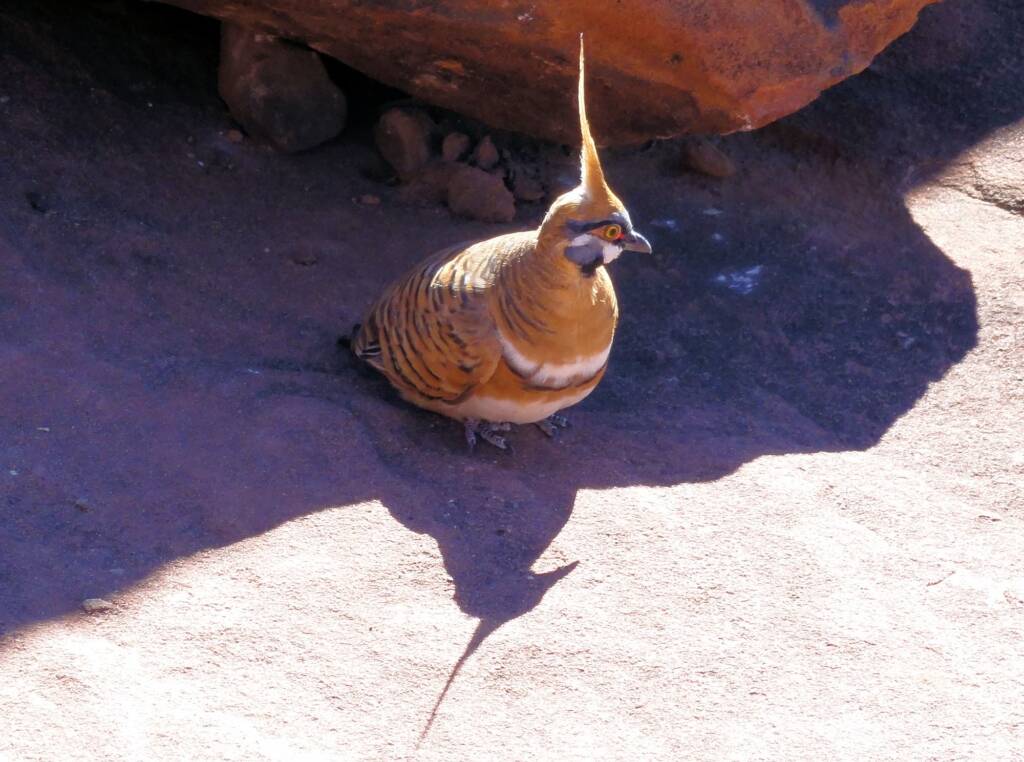 Spinifex Pigeon (Geophaps plumifera), Finke Gorge National Park