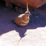 Spinifex Pigeon (Geophaps plumifera), Finke Gorge National Park