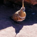 Spinifex Pigeon (Geophaps plumifera), Finke Gorge National Park