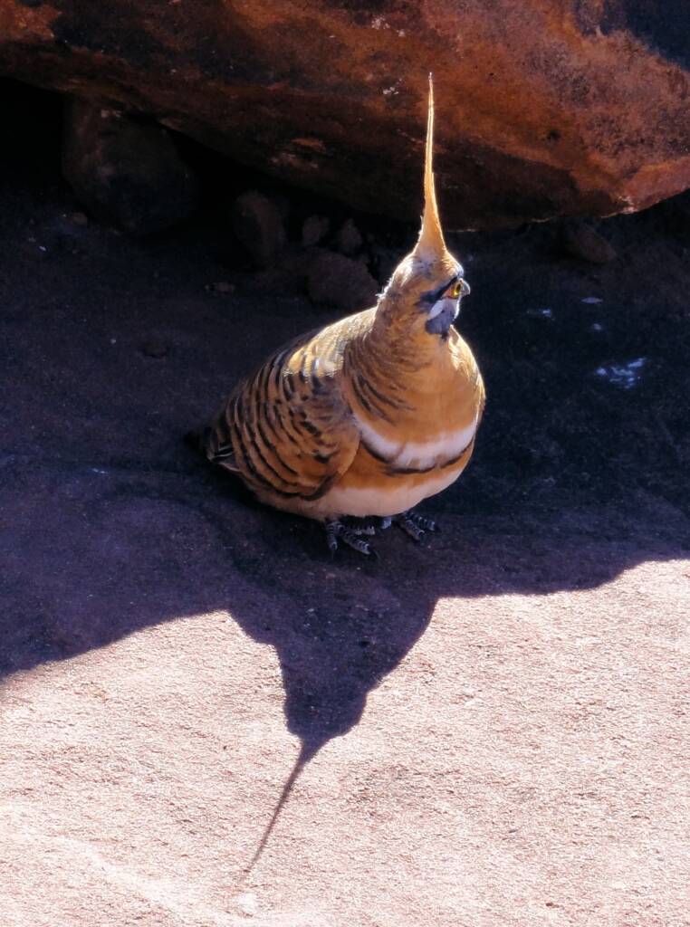 Spinifex Pigeon (Geophaps plumifera), Finke Gorge National Park