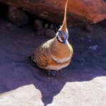 Spinifex Pigeon (Geophaps plumifera), Finke Gorge National Park