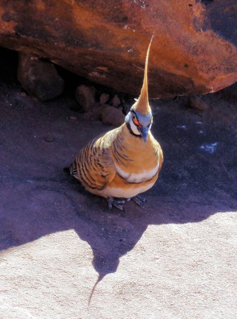 Spinifex Pigeon (Geophaps plumifera), Finke Gorge National Park