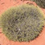 Commonly called Hummock Grass - Soft Spinifex (Triodia pungens), Finke Gorge National Park