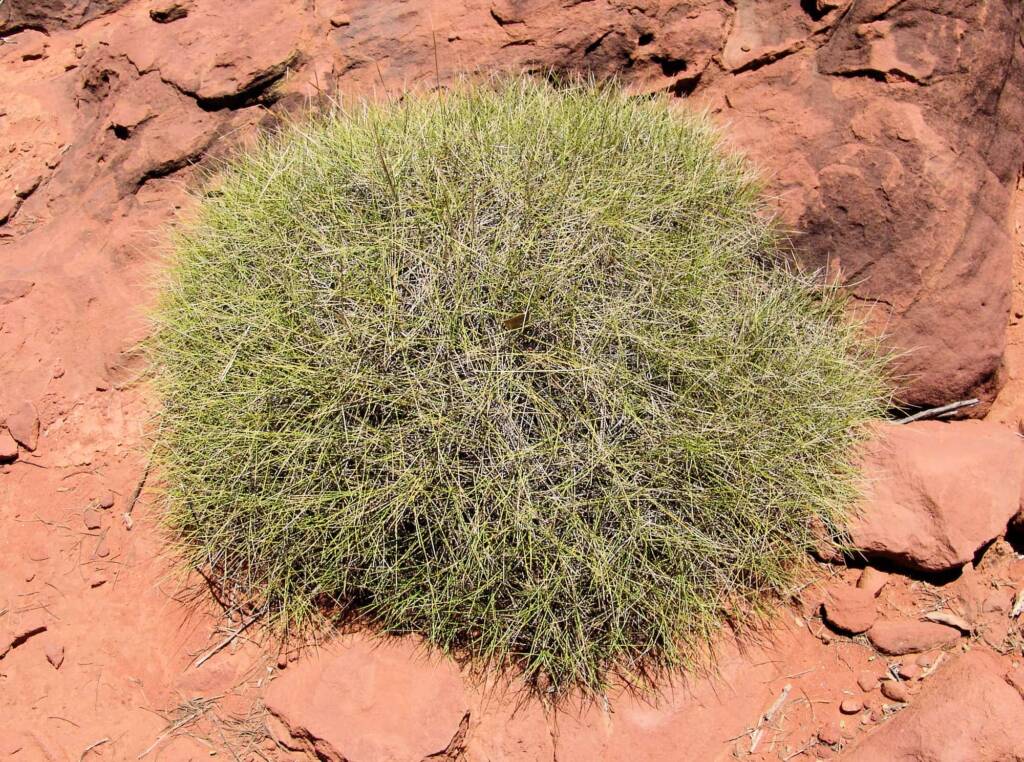 Commonly called Hummock Grass - Soft Spinifex (Triodia pungens), Finke Gorge National Park
