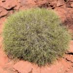 Commonly called Hummock Grass - Soft Spinifex (Triodia pungens), Finke Gorge National Park