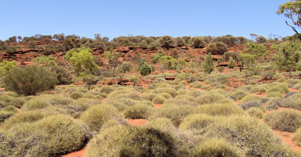Commonly called Hummock Grass - Soft Spinifex (Triodia pungens), Finke Gorge National Park