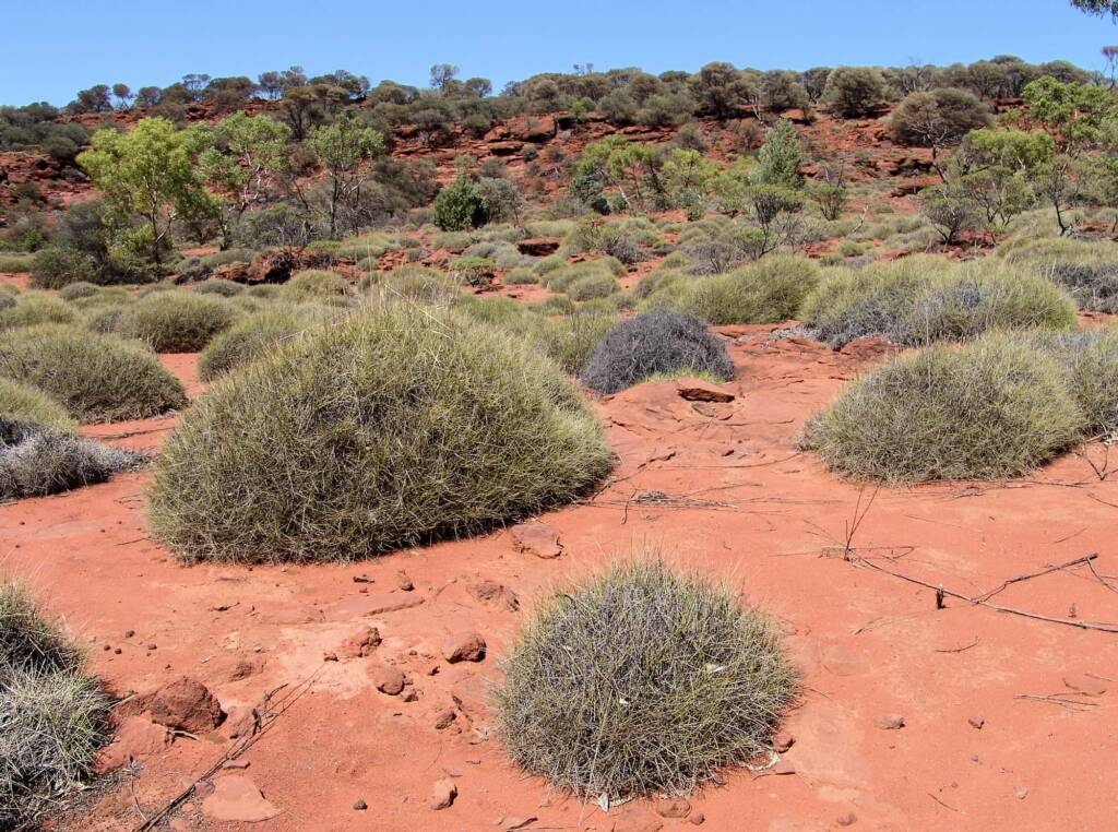 Commonly called Hummock Grass - Soft Spinifex (Triodia pungens), Finke Gorge National Park