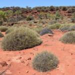 Commonly called Hummock Grass - Soft Spinifex (Triodia pungens), Finke Gorge National Park