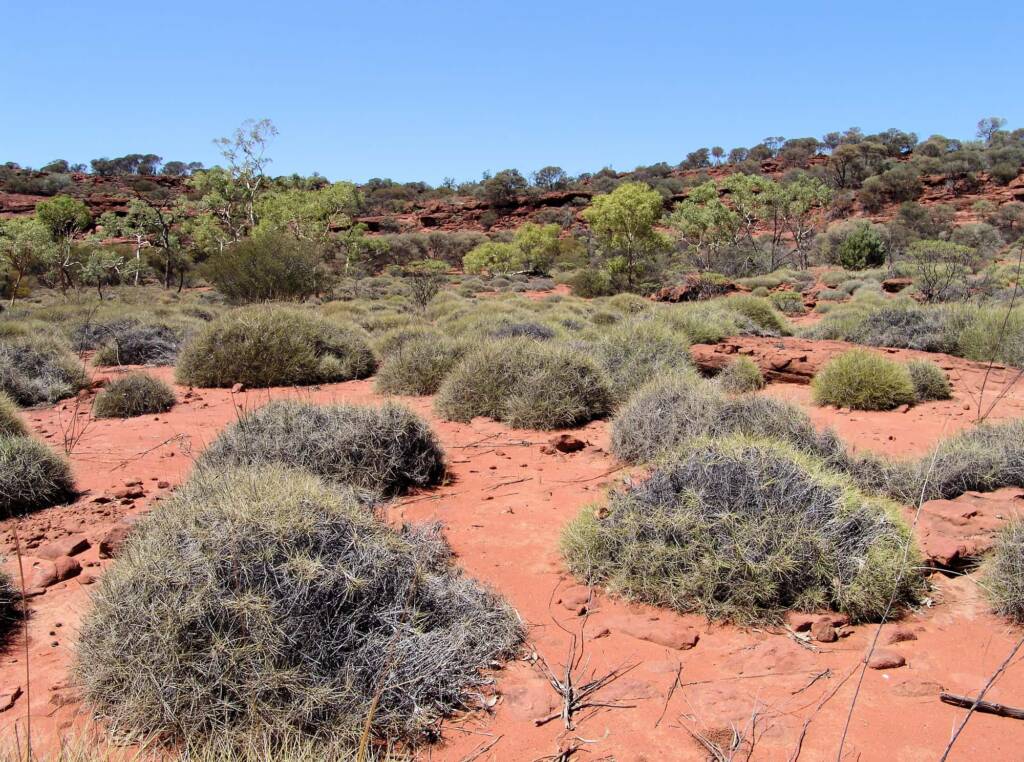 Commonly called Hummock Grass - Soft Spinifex (Triodia pungens), Finke Gorge National Park