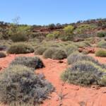 Commonly called Hummock Grass - Soft Spinifex (Triodia pungens), Finke Gorge National Park