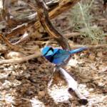 Splendid Fairy-wren (Malurus splendens), Alice Springs Desert Park