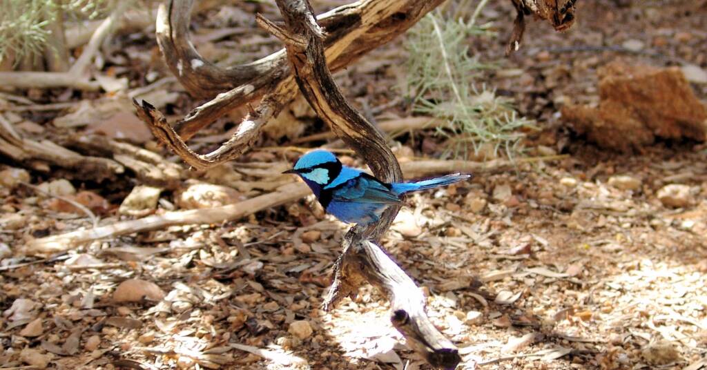Splendid Fairy-wren (Malurus splendens), Alice Springs Desert Park