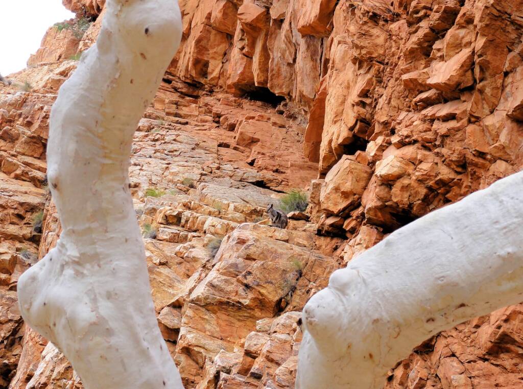 Spot the Black-footed Rock Wallaby, Ormiston Gorge