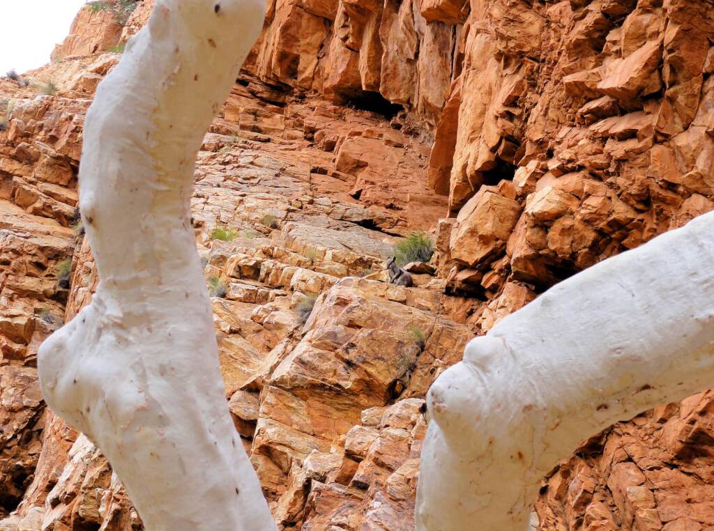 Looking through the ghost gum at the Black-footed Rock Wallaby, Ormiston Gorge