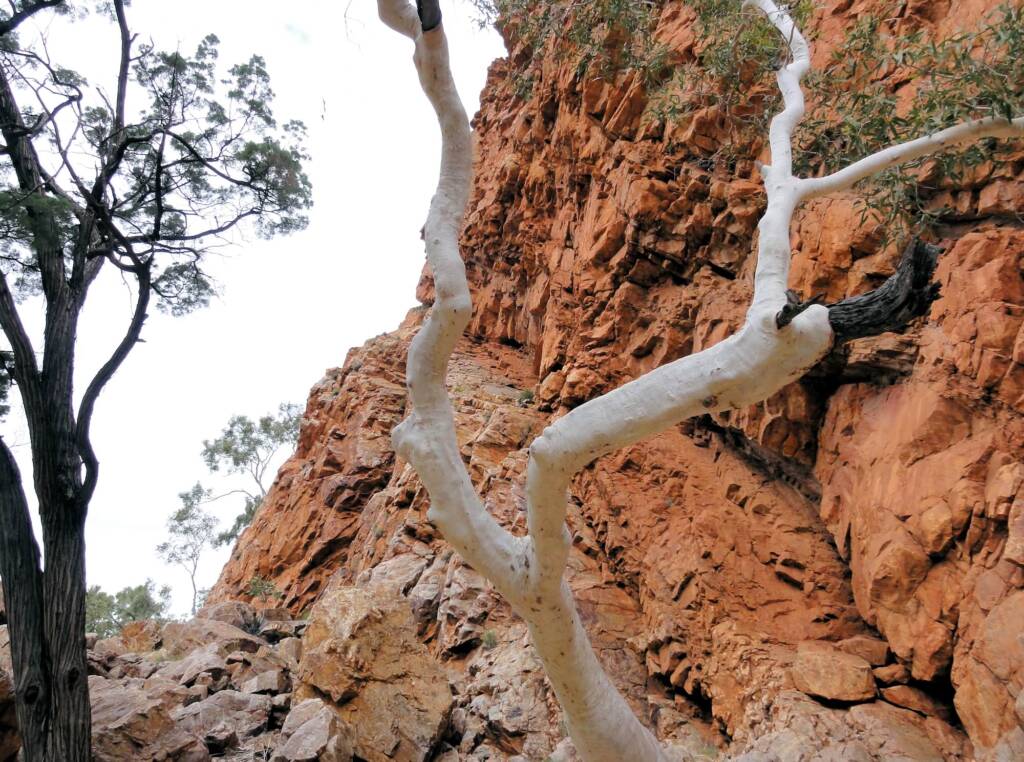 Spot the Black-footed Rock Wallaby, Ormiston Gorge