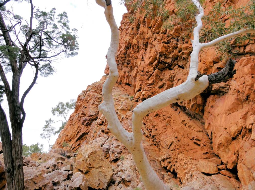 Spot the Black-footed Rock Wallaby, Ormiston Gorge