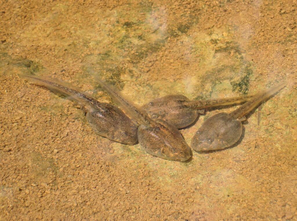Tadpoles, Palm Valley, Finke Gorge National Park