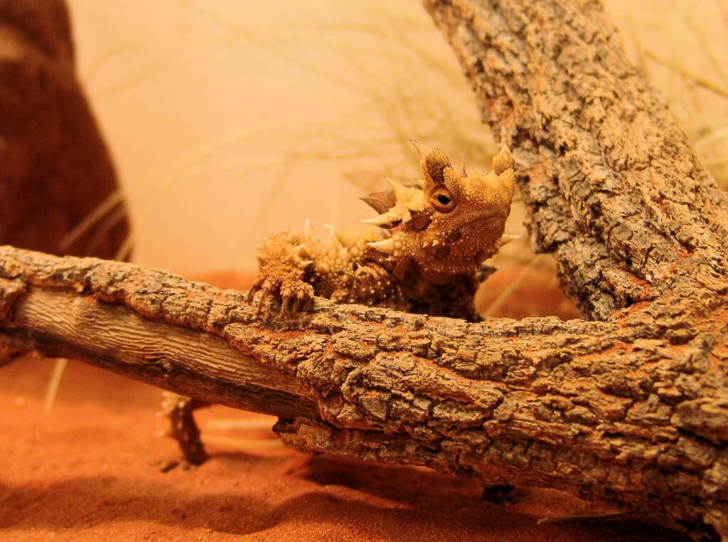 Thorny Devil (Moloch horridus), Alice Springs Reptile Centre