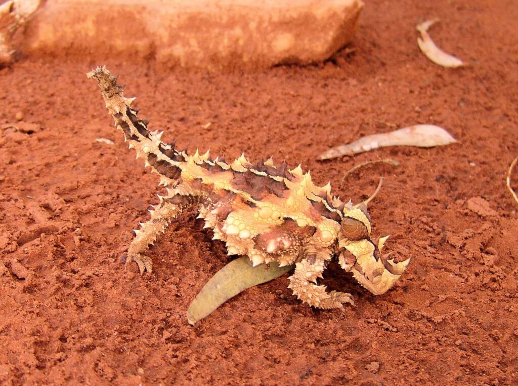 Thorny Devil (Moloch horridus), Alice Springs Reptile Centre