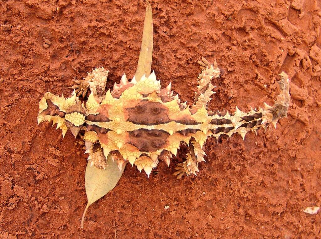 Thorny Devil (Moloch horridus), Alice Springs Reptile Centre