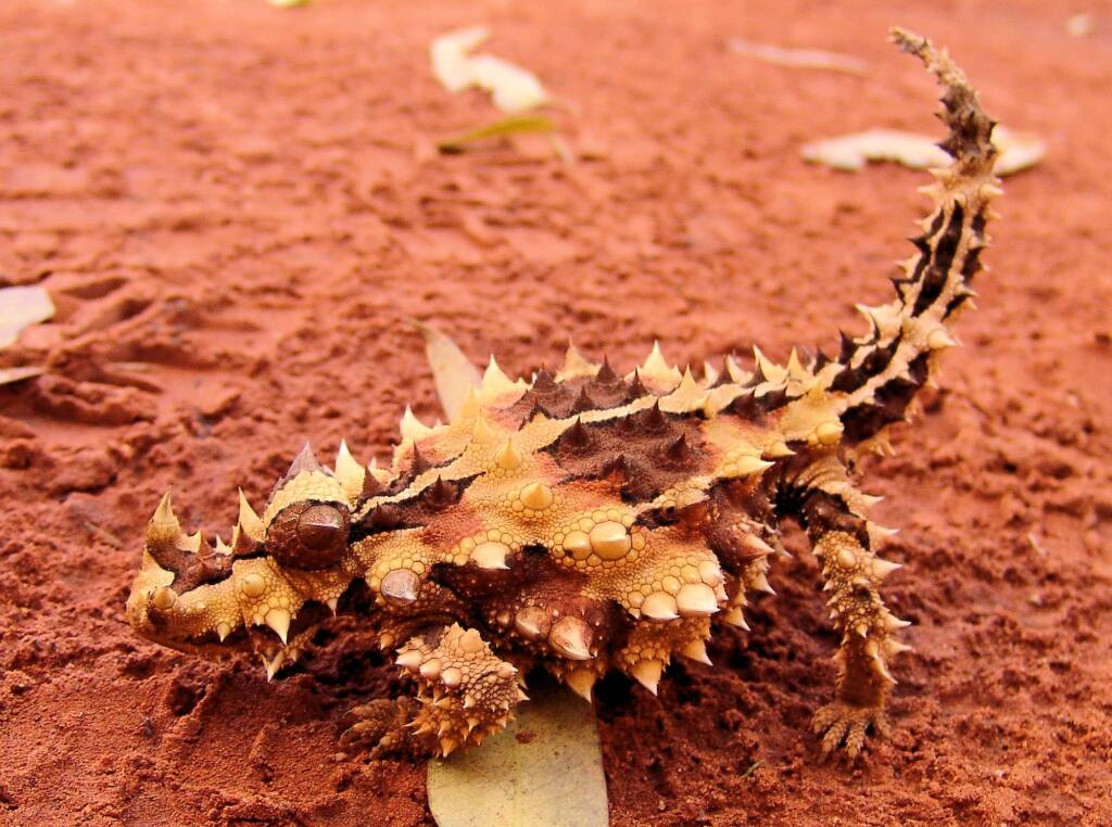 Thorny Devil (Moloch horridus), Alice Springs Reptile Centre