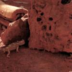 Juvenile Thorny Devil (Moloch horridus), Alice Springs Reptile Centre