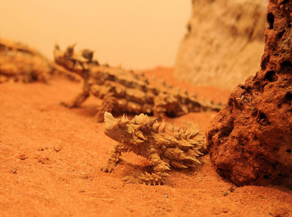 Thorny Devil (Moloch horridus), Alice Springs Reptile Centre