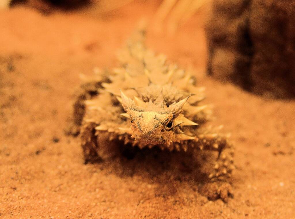 Thorny Devil (Moloch horridus), Alice Springs Reptile Centre