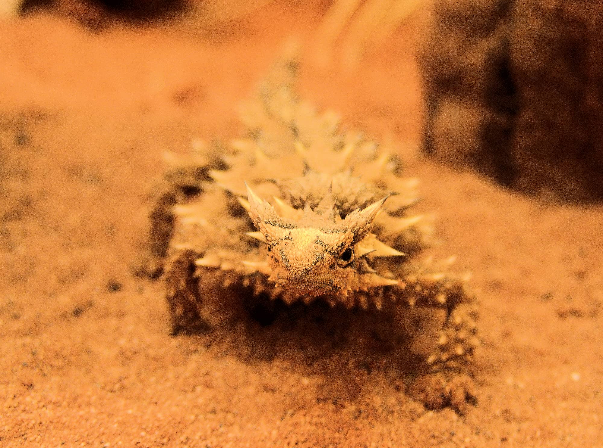 Thorny Devil (Moloch horridus), Alice Springs Reptile Centre