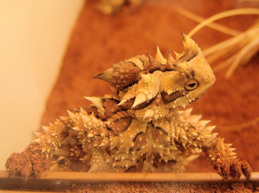Thorny Devil (Moloch horridus), Alice Springs Reptile Centre
