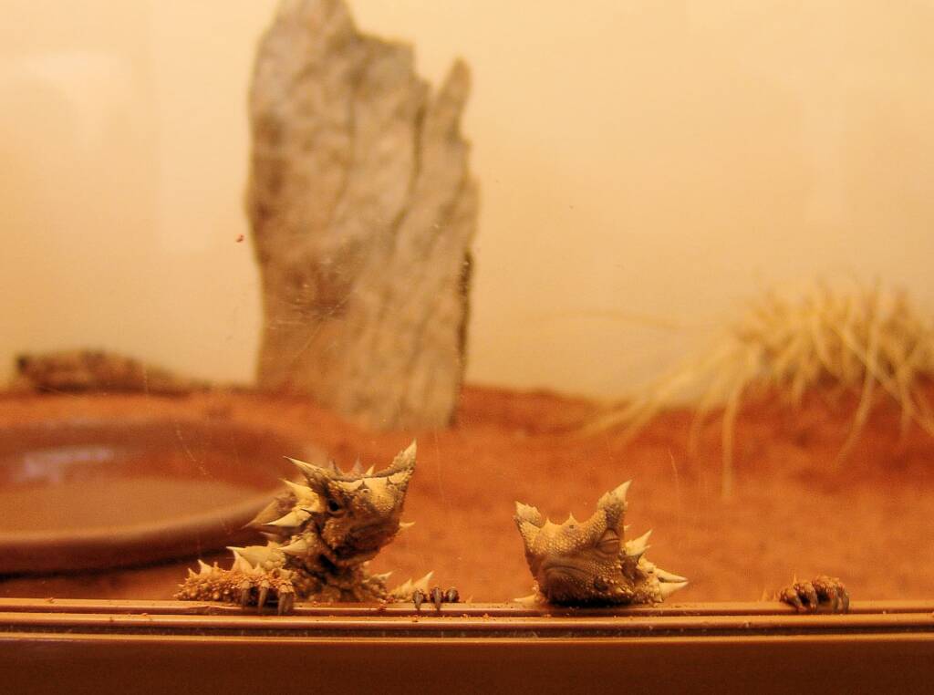 Thorny Devil (Moloch horridus), Alice Springs Reptile Centre