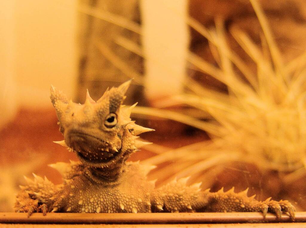 Thorny Devil (Moloch horridus), Alice Springs Reptile Centre