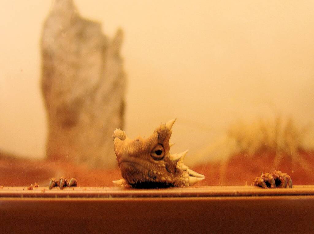 Thorny Devil (Moloch horridus), Alice Springs Reptile Centre