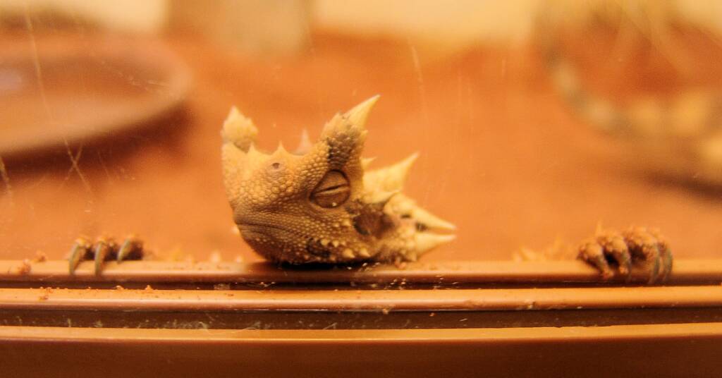 Thorny Devil (Moloch horridus), Alice Springs Reptile Centre