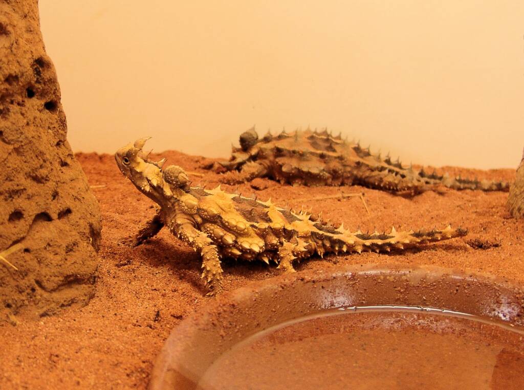 Thorny Devil (Moloch horridus), Alice Springs Reptile Centre