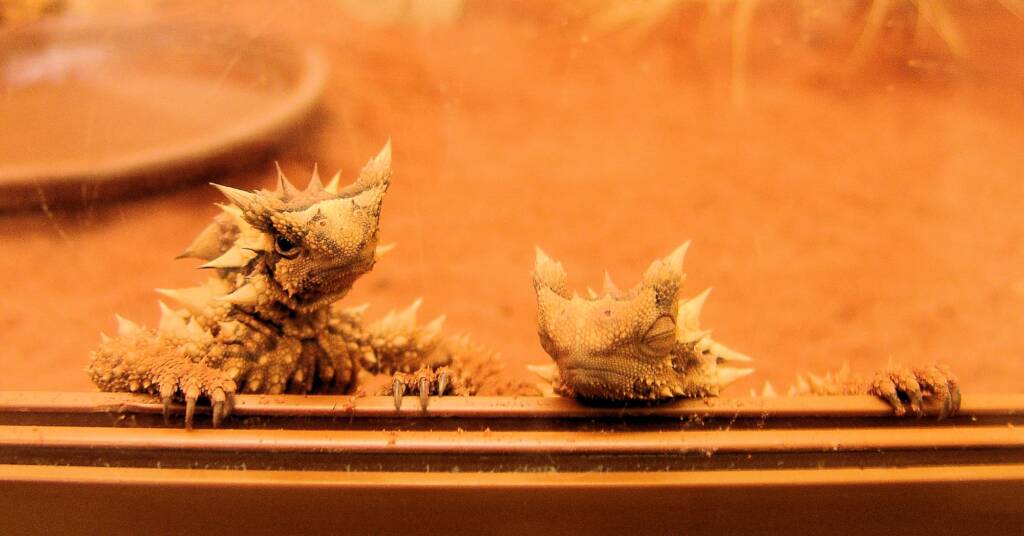 Thorny Devil (Moloch horridus), Alice Springs Reptile Centre