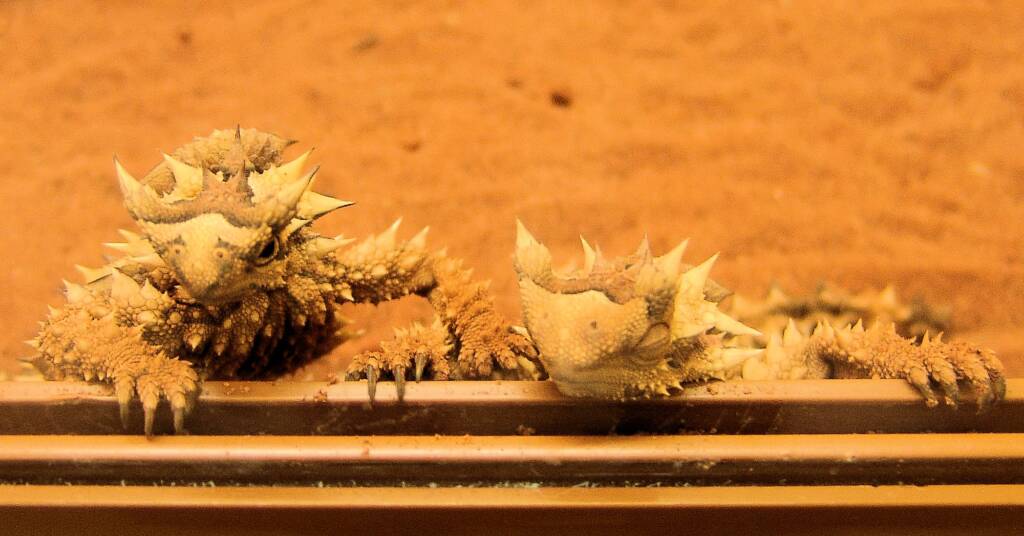 Thorny Devil (Moloch horridus), Alice Springs Reptile Centre