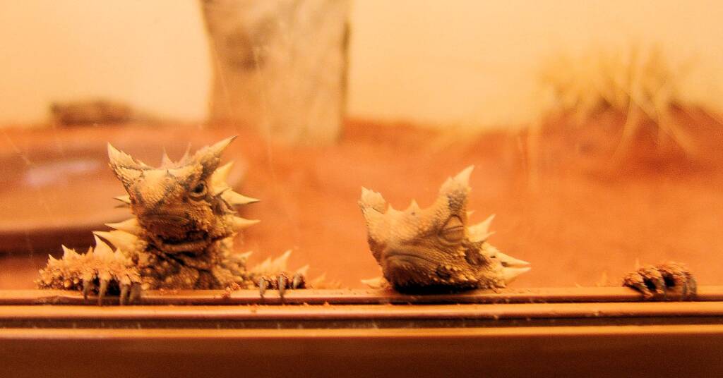 Thorny Devil (Moloch horridus), Alice Springs Reptile Centre